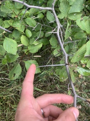 Crataegus macracantha