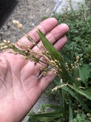Panicum miliaceum