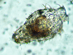 Macrotrachela multispinosa