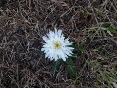 Hypochaeris sessiliflora
