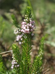 Erica vagans