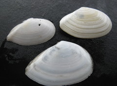 Ardeamya spenceri