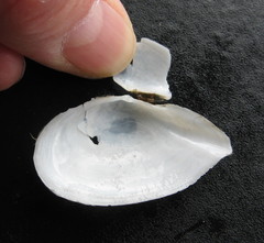 Ardeamya spenceri