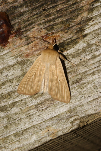 Common Wainscot photo 3