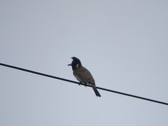 Pycnonotus leucogenys