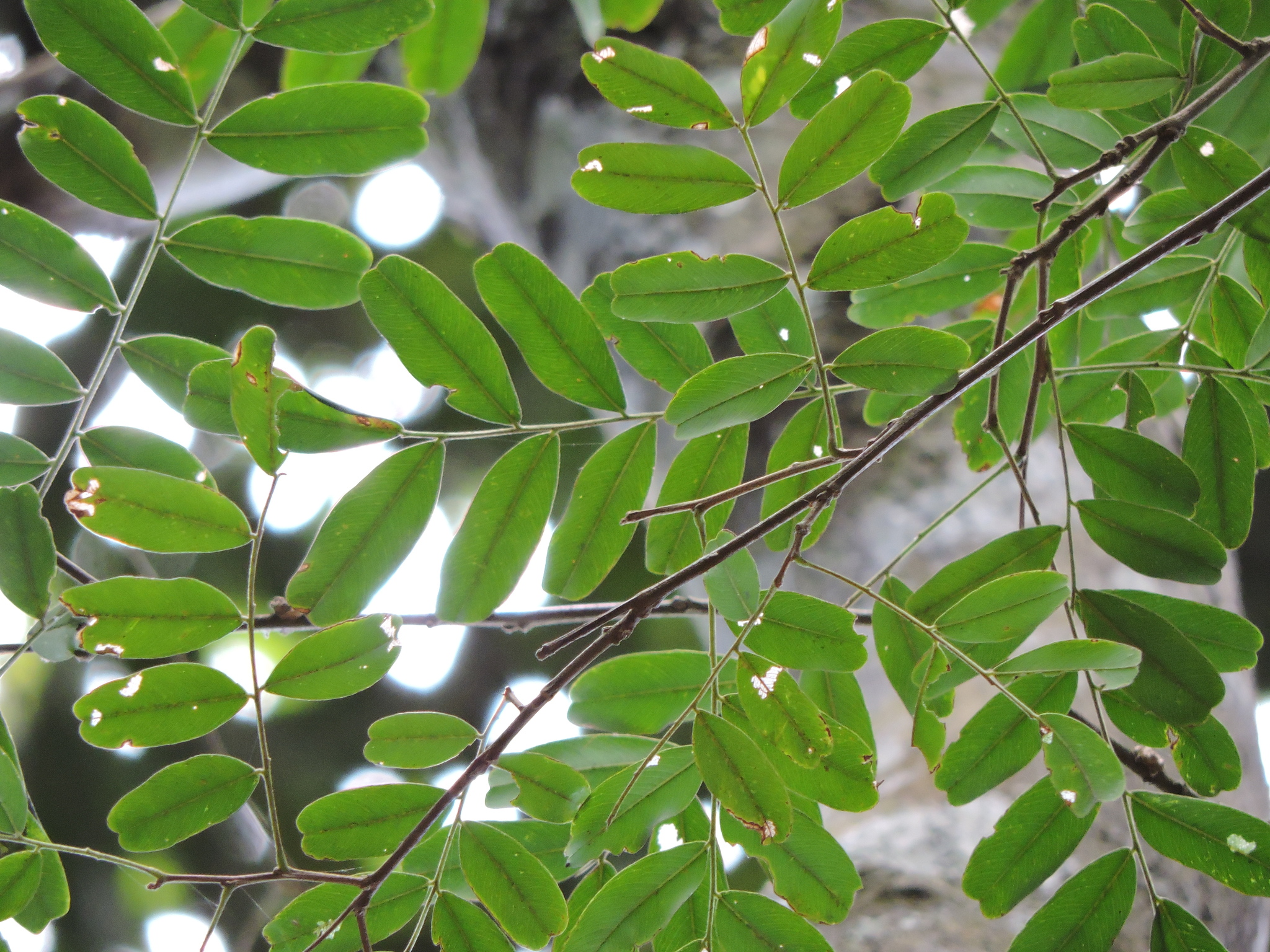 Platypodium elegans
