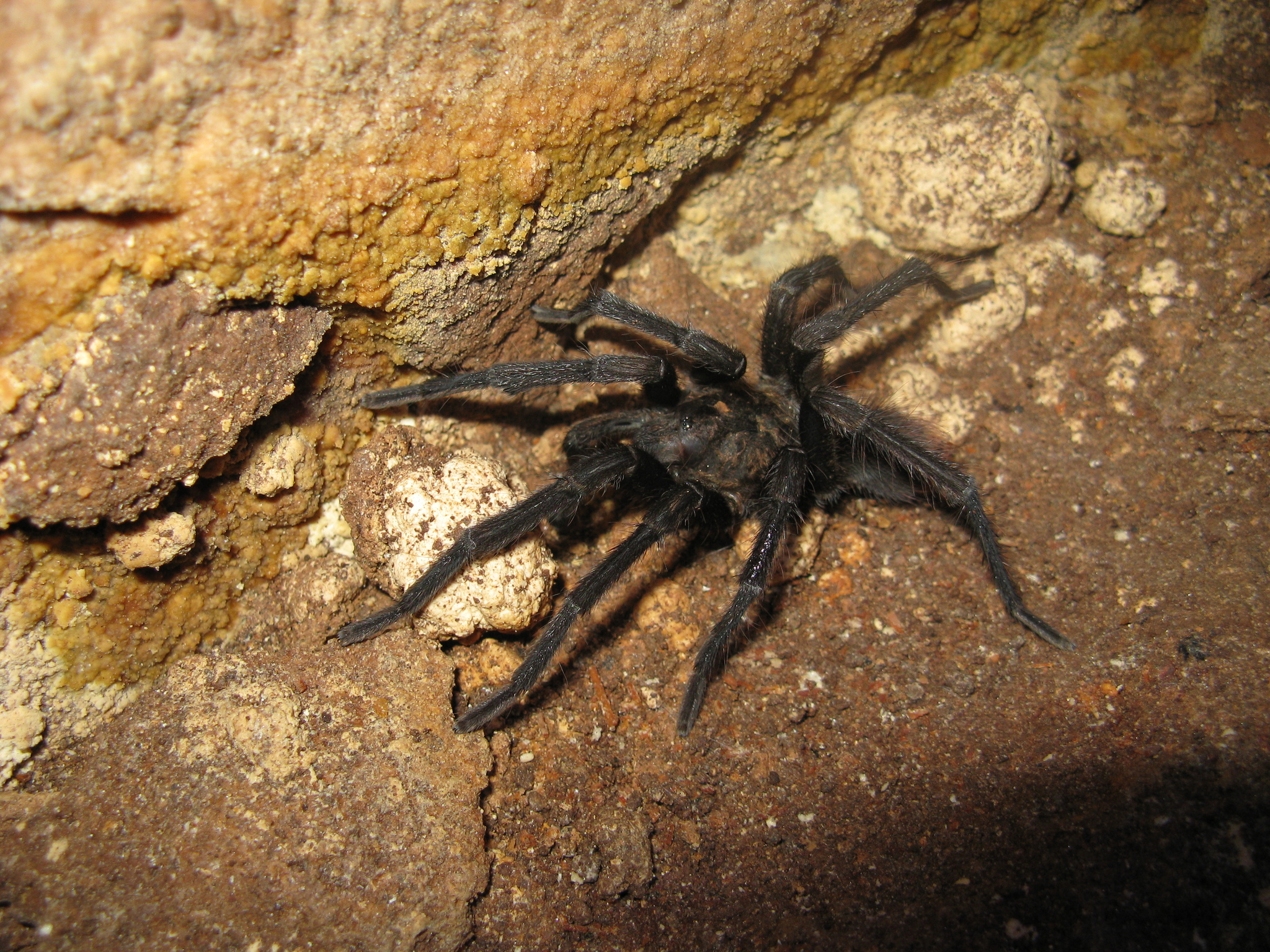 Hispaniolan Giant Tarantula (Phormictopus cancerides) · iNaturalist