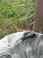 Anolis nebulosus