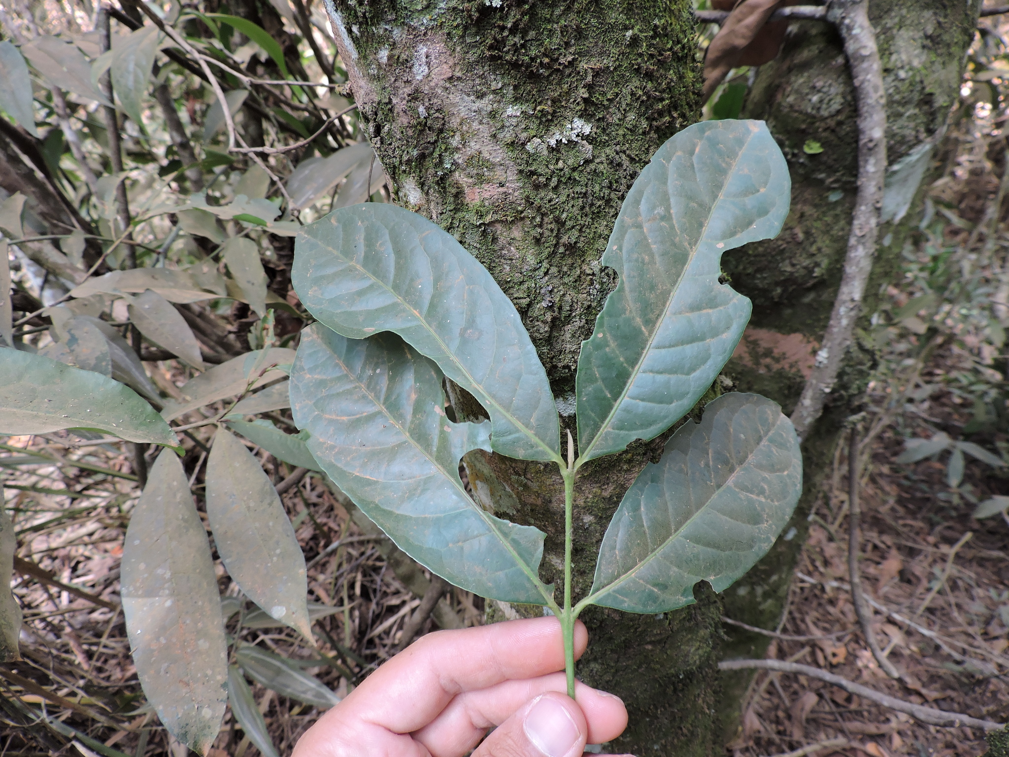 Siparuna guianensis