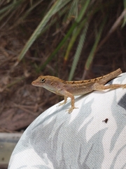 Anolis nebulosus