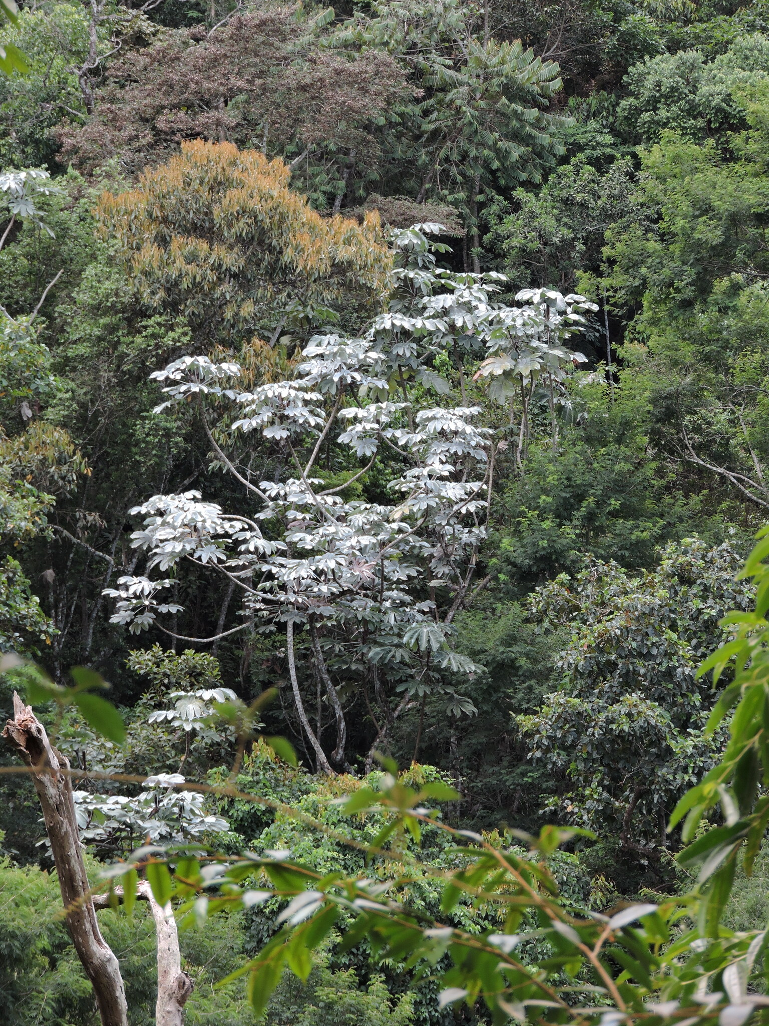 Cecropia hololeuca