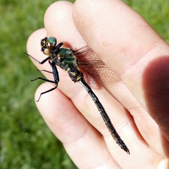 Somatochlora arctica