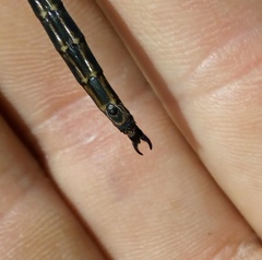 Somatochlora arctica