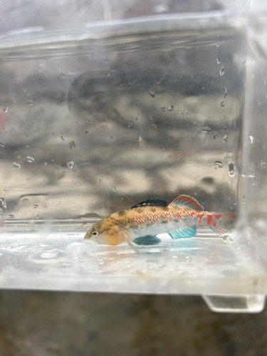 Highland Rim Darter