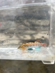 Highland Rim Darter photo 4