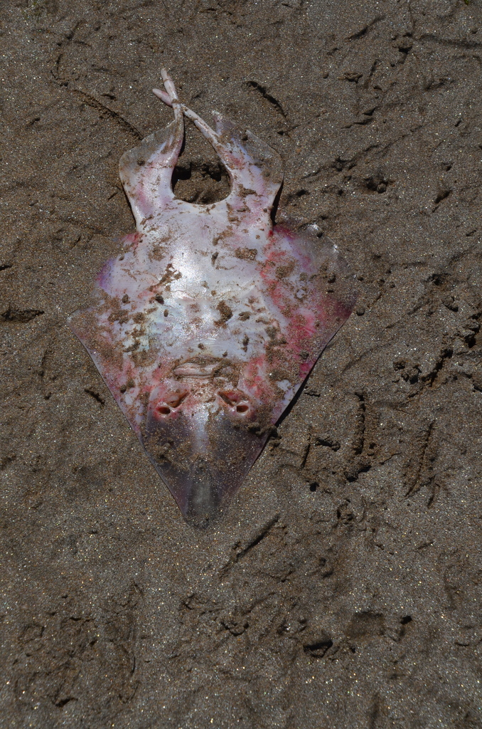 Spadenose Guitarfish
