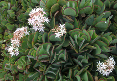 Crassula arborescens arborescens