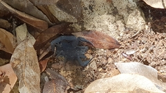 Centruroides caribbeanus