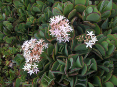 Crassula arborescens arborescens