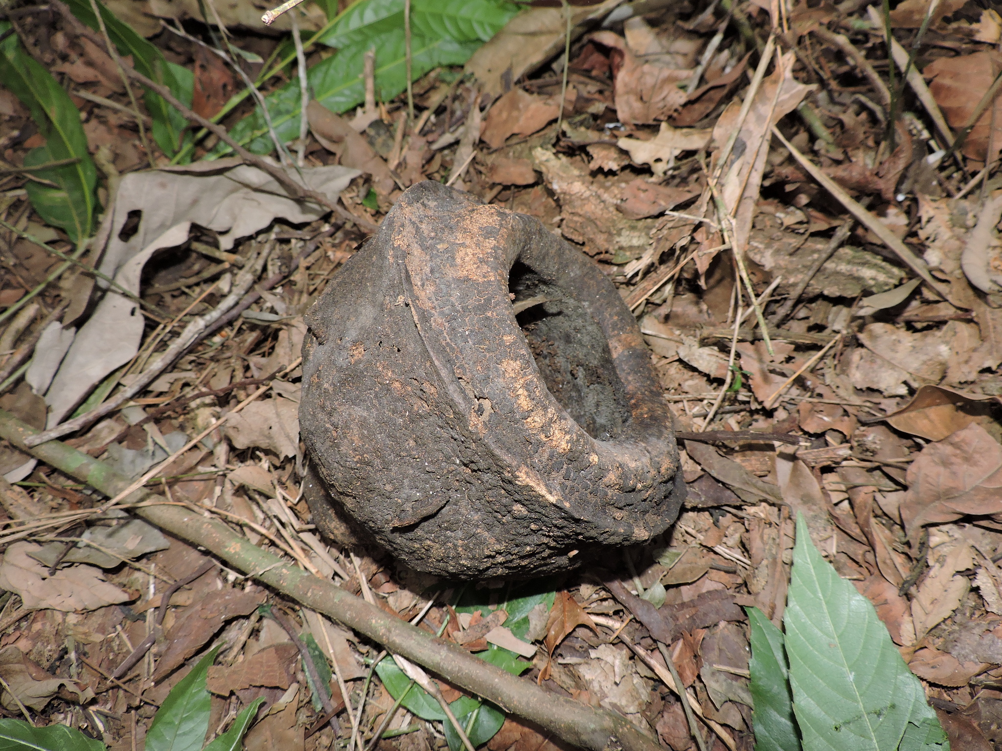 Lecythis pisonis