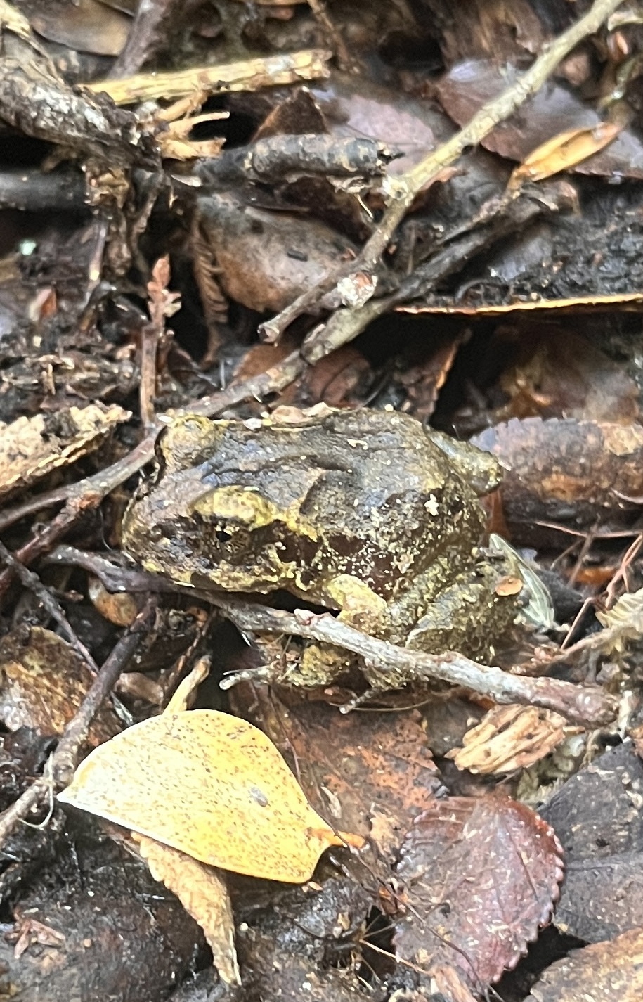 Eupsophus vertebralis Grandison, 1961
