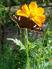 Apyrrothrix araxes