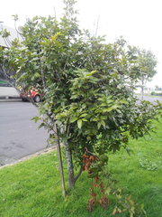 Alectryon excelsus grandis