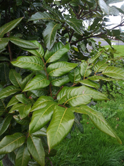 Alectryon excelsus grandis