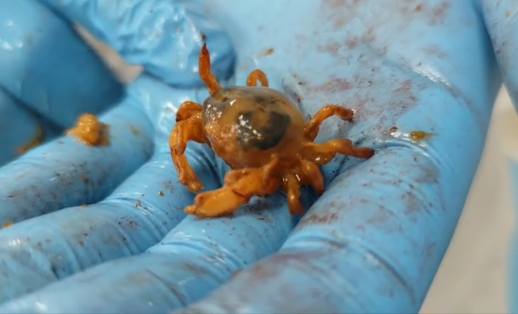 Pinnaxodes chilensis