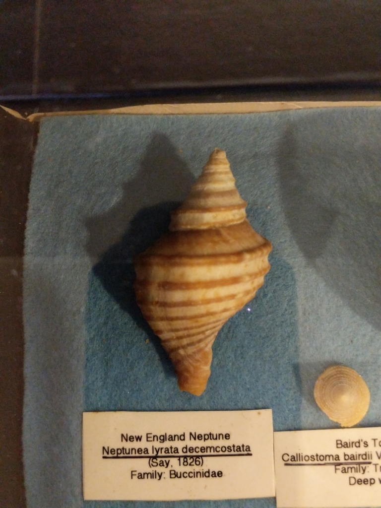 Common Northwest neptune