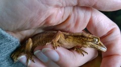 Toropuku inexpectatus