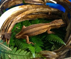 Toropuku inexpectatus