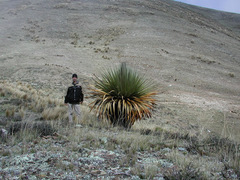 Puya raimondii