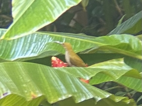 Bornean Spiderhunter (Arachnothera everetti), photo 1