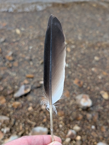 Plume de Plongeon imbrin