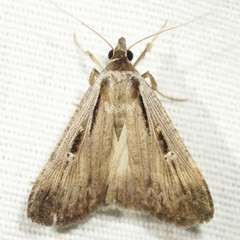 Tathorhynchus exsiccata