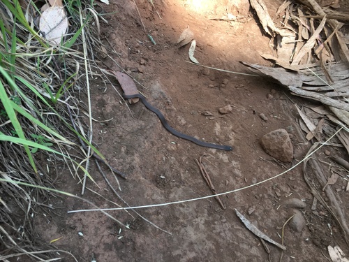 White-lipped Snake sighting