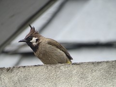 Pycnonotus leucogenys