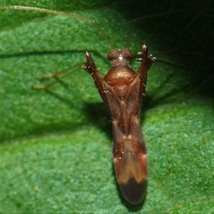 Paraxenetus guttulatus