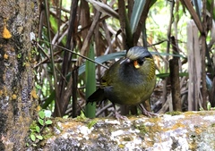 Liocichla steerii
