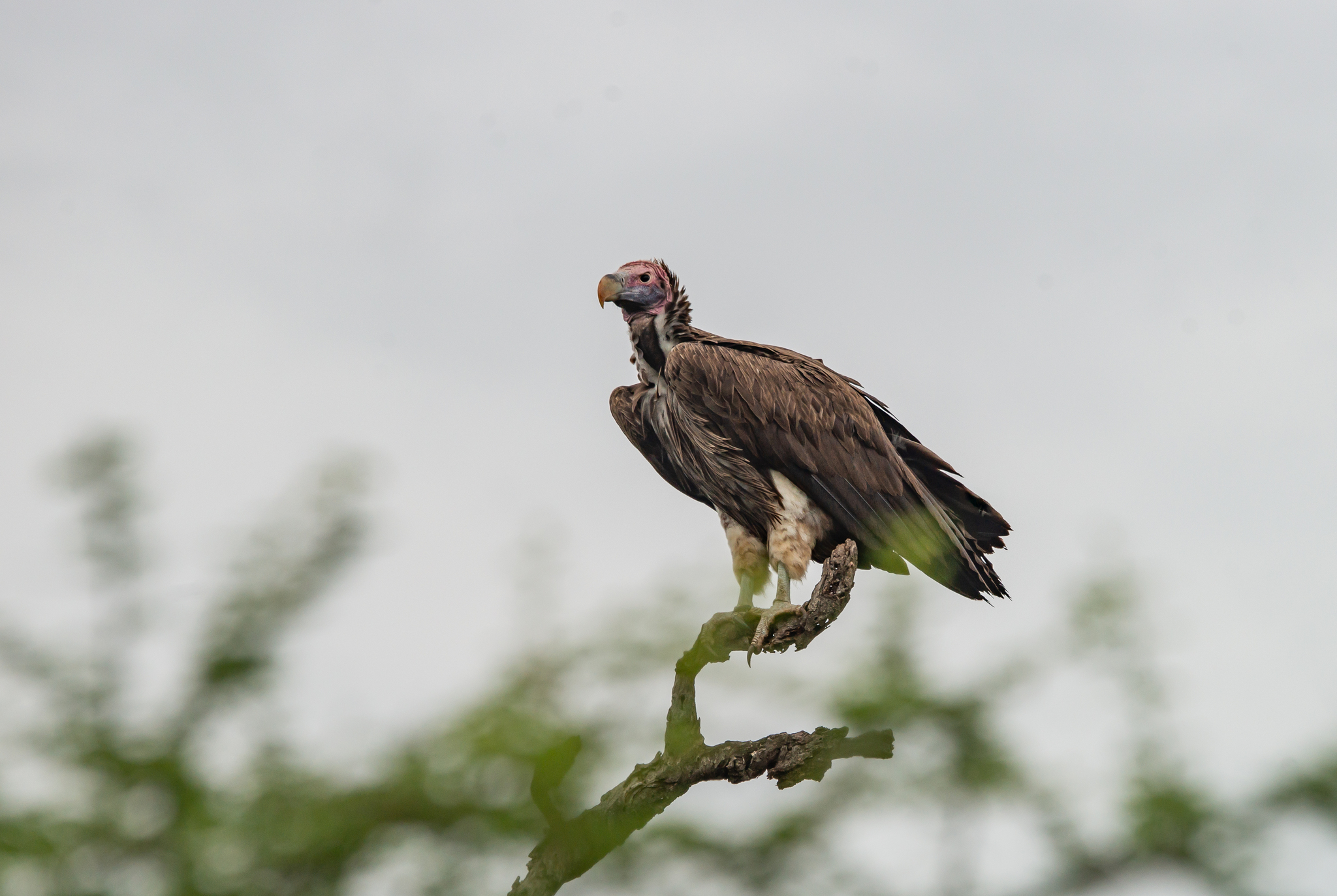 Lappet-faced Vulture (Torgos tracheliotos)