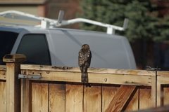 Accipiter cooperii