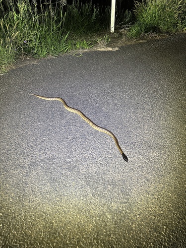 Black-headed Python sighting