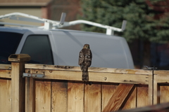 Accipiter cooperii