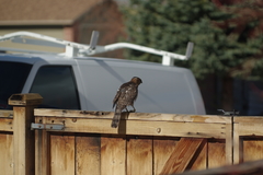 Accipiter cooperii