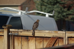 Accipiter cooperii