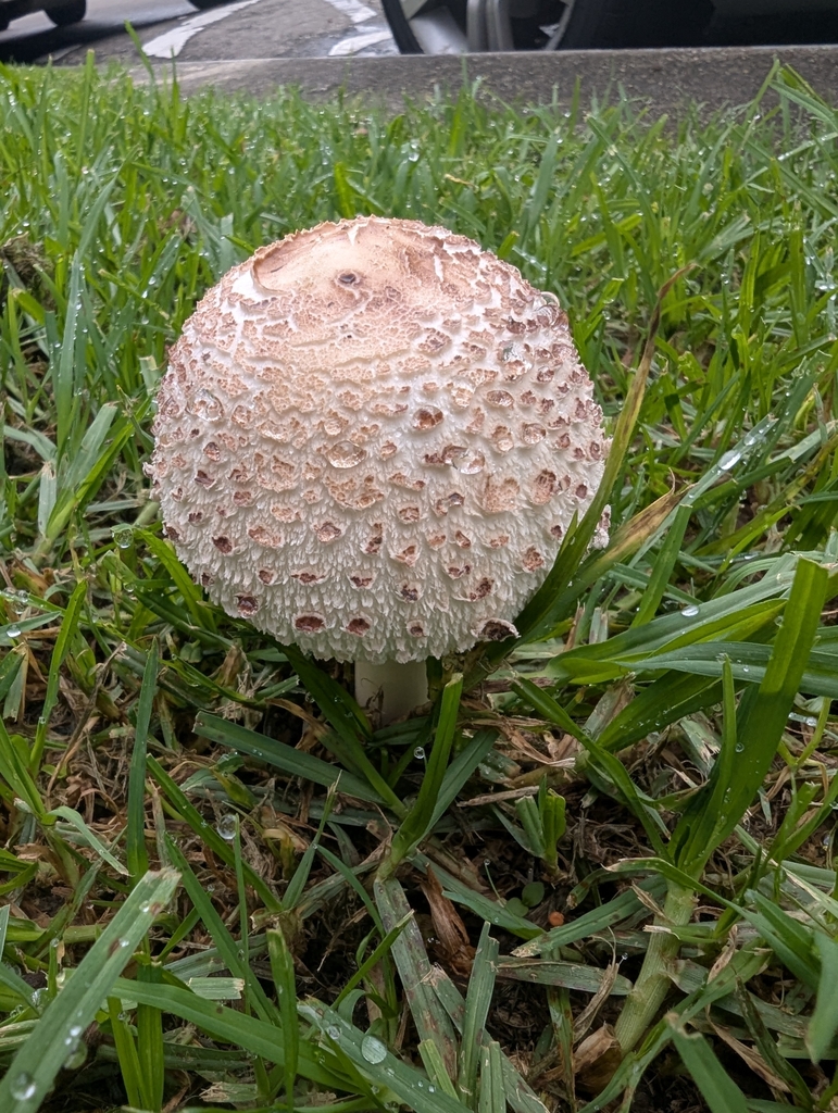 Chlorophyllum molybdites · March 2025 · photo: © nrg800 (iNaturalist, cc0)