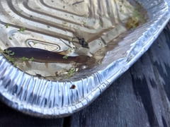 Umbra pygmaea