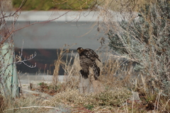 Accipiter cooperii