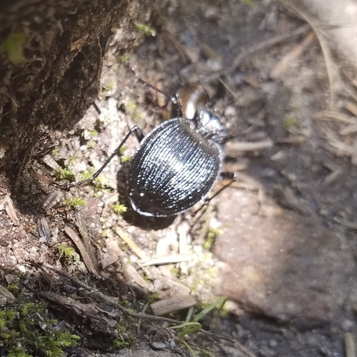 Scaphinotus irregularis